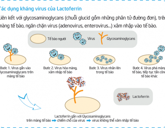 Lactoferrin - Hàng rào bảo vệ sức khỏe trẻ sơ sinh và trẻ nhỏ