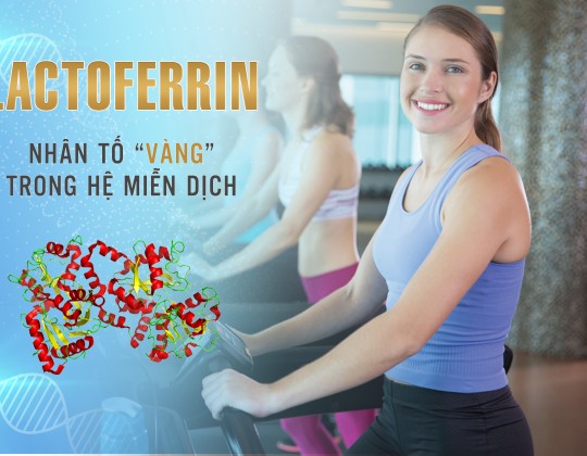 Vai trò của Lactoferrin đối với hệ miễn dịch trong cơ thể