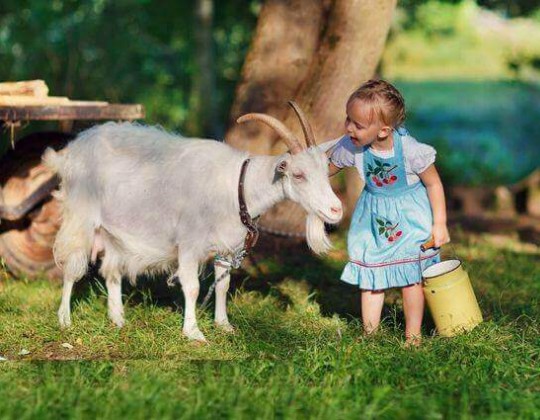 Bật mí: Sữa dê cho bé có tốt không? 7 lý do cha mẹ nên lựa chọn sữa dê cho bé yêu