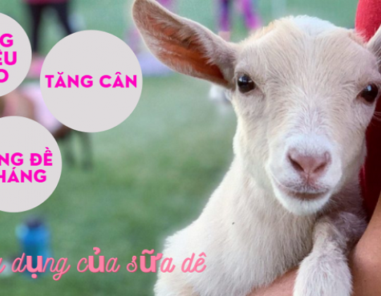 Giải mã xu hướng chọn sữa tăng cân cho trẻ 2 tuổi từ sữa dê của các mẹ hiện nay
